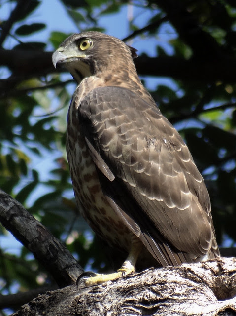 鳳頭蒼鷹/無限台南