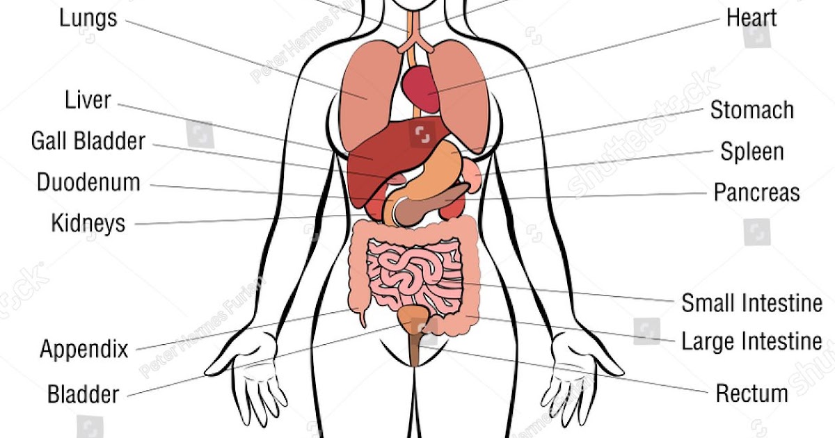 Photos Female Human Body Parts : Premium Vector Organs Of The Human Body