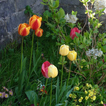 tulips2016.jpg