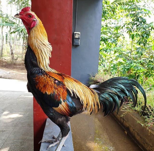 Gambar Ayam Ninja School Booster