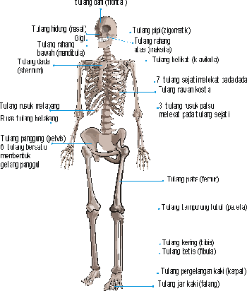 Jenis Persendian Tulang Pada Rangka Berikut Adalah - Berbagai Jenis Itu