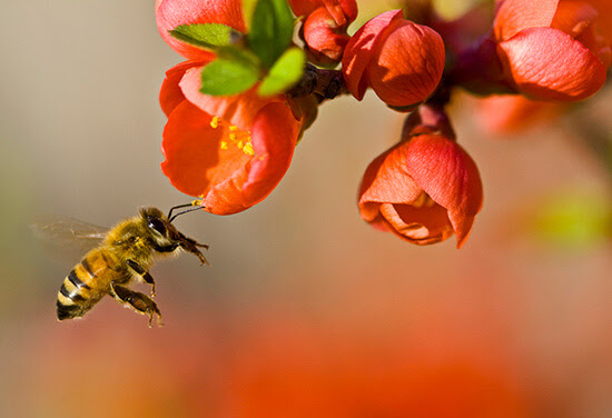 Εργάτρια Μέλισσα