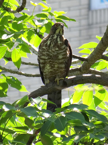 鳳頭蒼鷹/無限台南