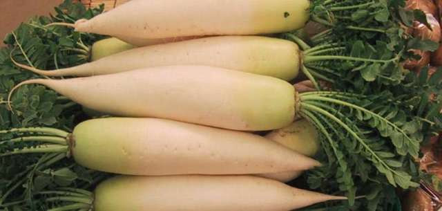 Lobak Vitamin A Lobak Vitamin A