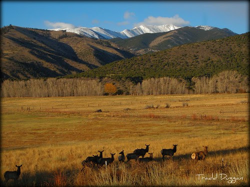 muleys