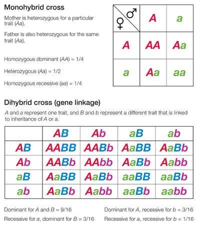 Monohybrid And Dihybrid Crosses Worksheet Answer Key - worksheet