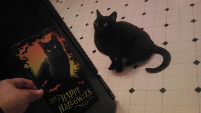 HAPPY HALLOWEEN: best card ever<3 meow