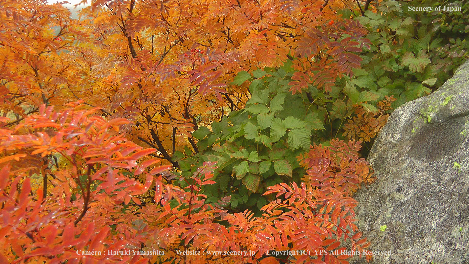 新鮮な紅葉 壁紙 花の画像