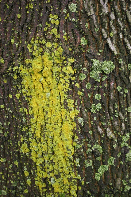 chartreuse