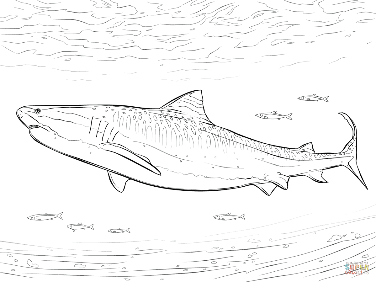 Élégant Coloriage En Ligne Requin  Des Milliers de Coloriage