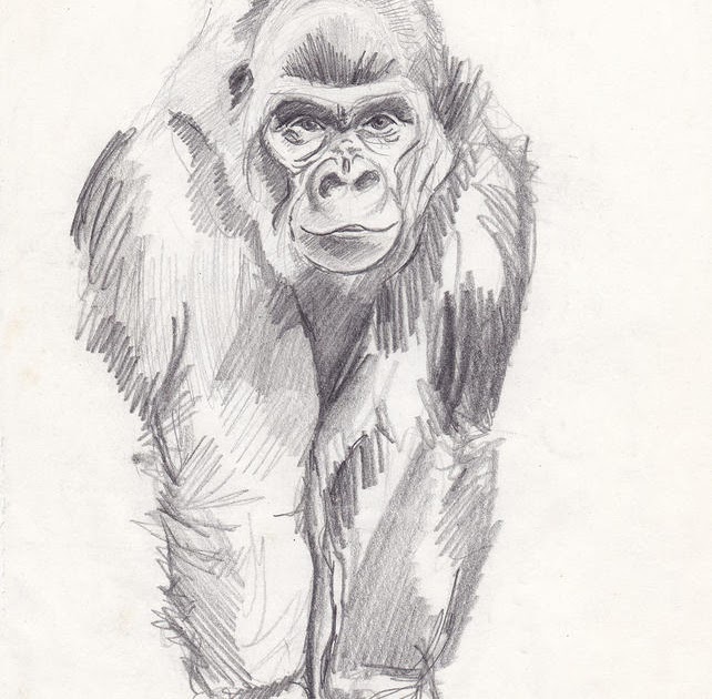 Gorilla Head Drawing