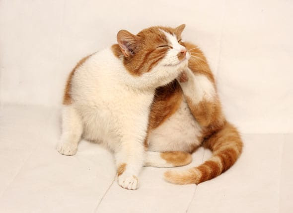 itching scratching itchy pruritus petmd itchiness allergies inspirasi fleas loss feline