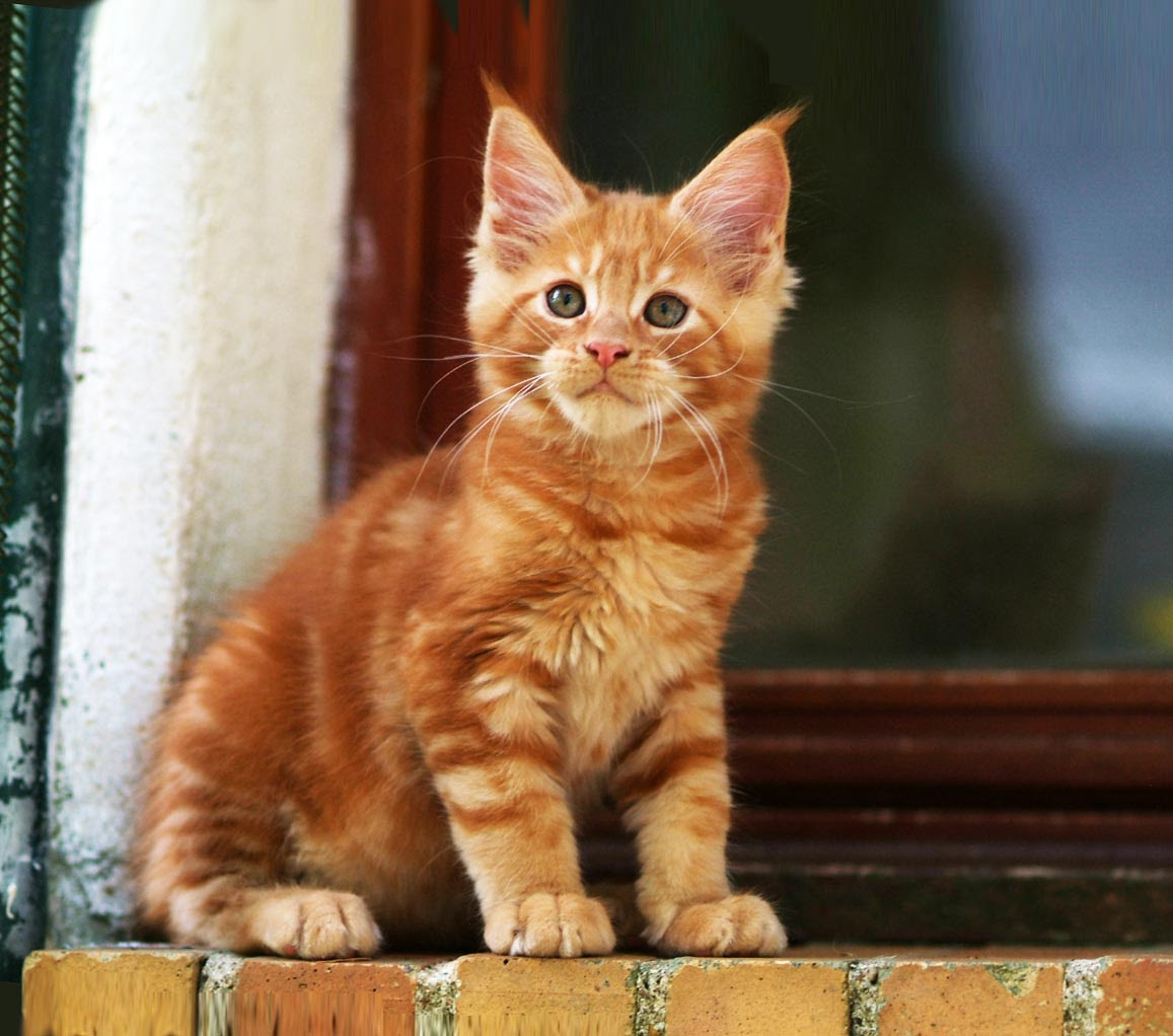 3 Mois Chaton Maine Coon Roux