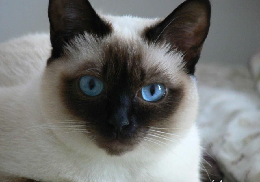 Raça De Gato Branco De Olhos Azuis - Sobre os Olhos