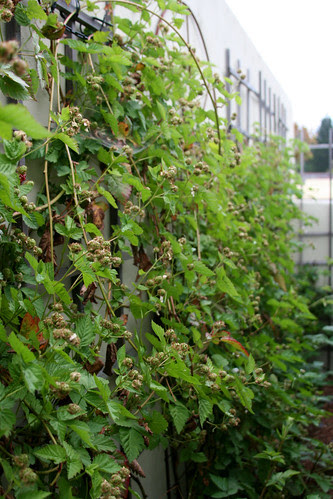 wall o' blackberries