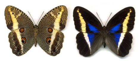 Dasyophthalma rusina