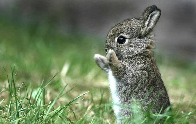 25 animals that know how to properly ask for cookies
