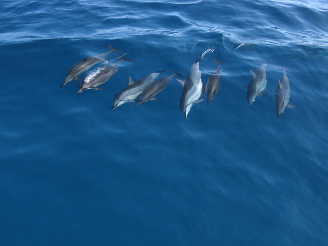 Spinner-Dolphins-5680