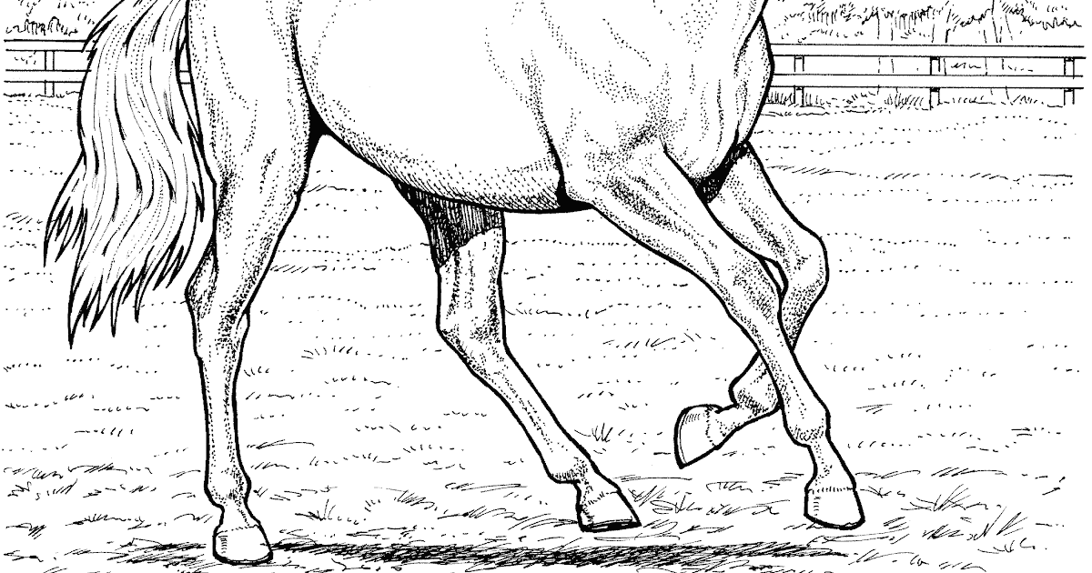 Printable Free Realistic Horse Coloring Pages For Adults / Horse