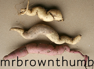 Storing Sweet Potato Vine Tubers
