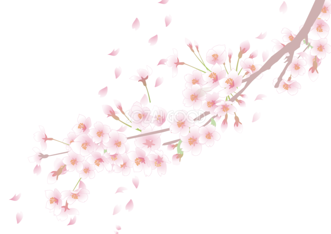 50 桜の木 イラスト 無料 写真素材 フォトライブラリー