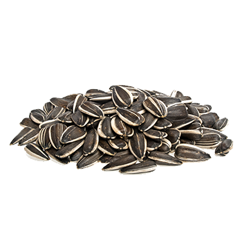 Free 125 Clipart Sunflower Seeds Png SVG PNG EPS DXF File