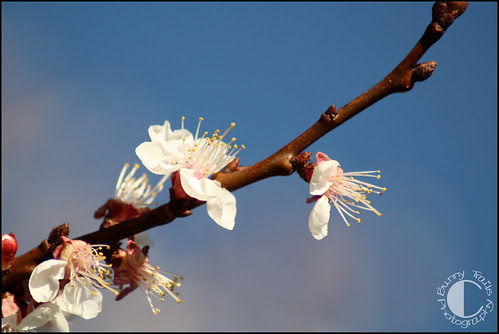 spring blossoms2