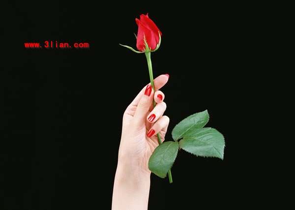86 Gambar Orang Memegang Bunga Mawar Kekinian Gambar Pixabay