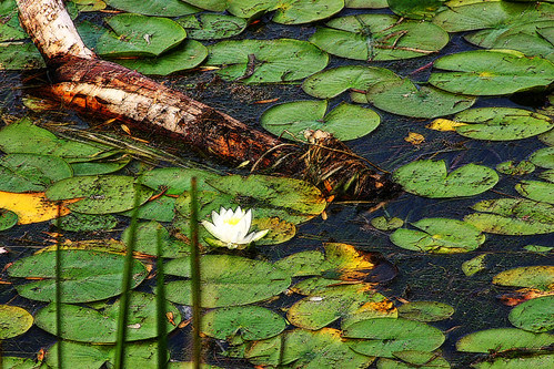 Lilypads and Driftwood