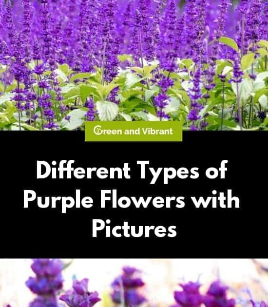 Eden Garvin: Purple Annual Flowers Names And Pictures : Top 55
