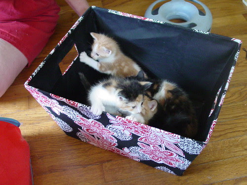 Em's kittens