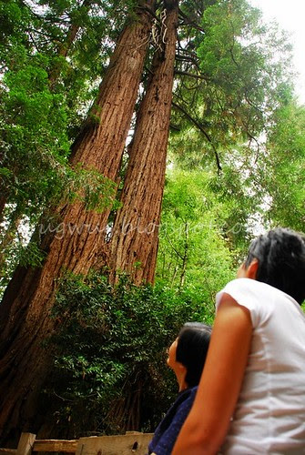 Muir Woods