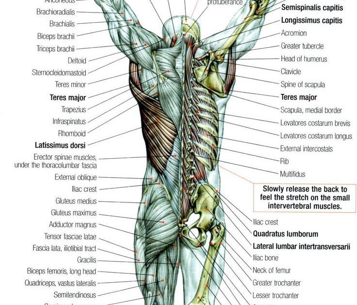 Back Muscle Anatomy Chart