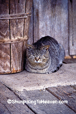 Gray Tiger Cat on the Porch of Penn's Store, Casey County, Kentucky (on the Boyle County Line)