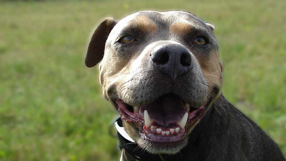 Perfect Dogs hunde_gesichter
