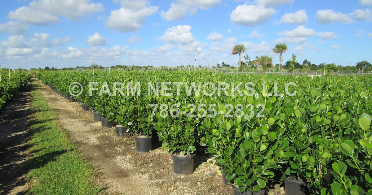 Brown�s Tree Service Llc Service Near Me