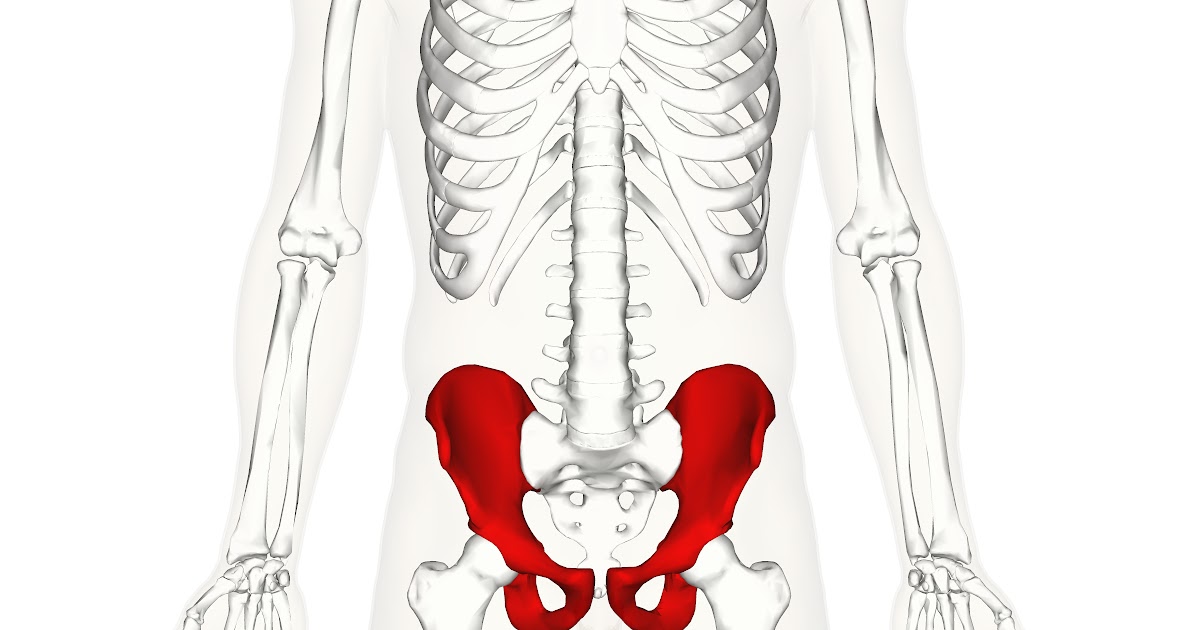 Simple New Yorker: What Is The Biggest Bone In Your Body