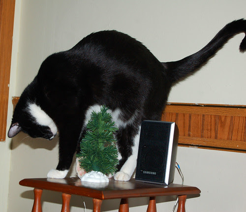 Friday puts my Christmas tree in perspective