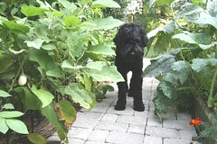skippy in the garden
