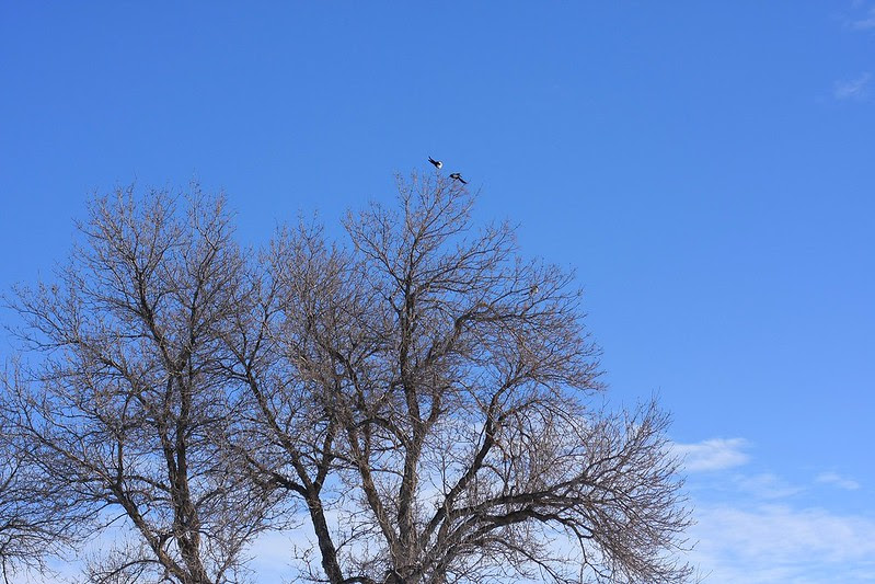 magpies, trees, blue skies - oh my!