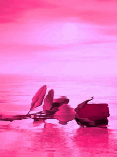 Quero teu mar rosa