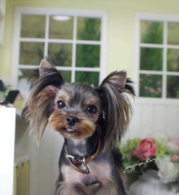 Important Style 35 Korean Yorkie Haircut