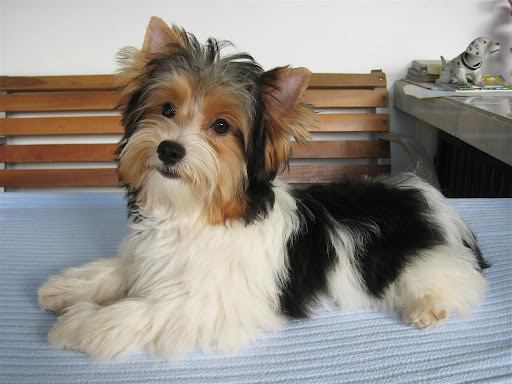 yorkie bichon haircuts