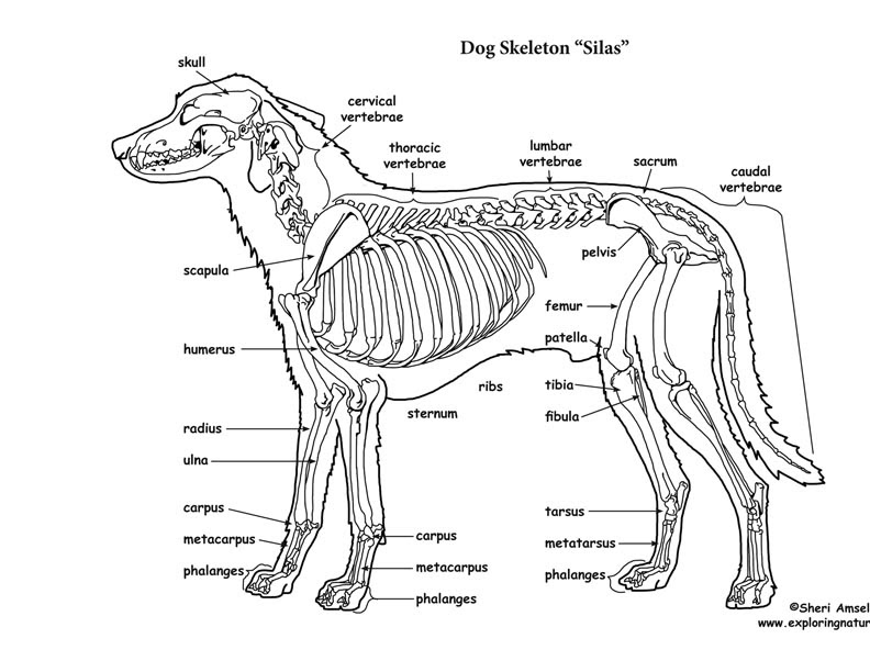 Dog Leg Bones Diagram / Dog Anatomy Hock - Related posts of diagram of