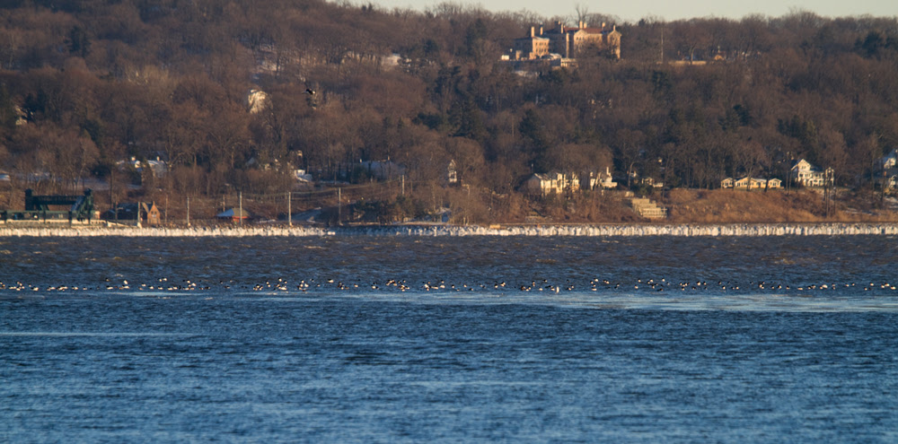 Common Mergansers