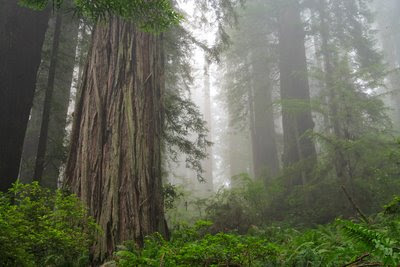 California Redwoods