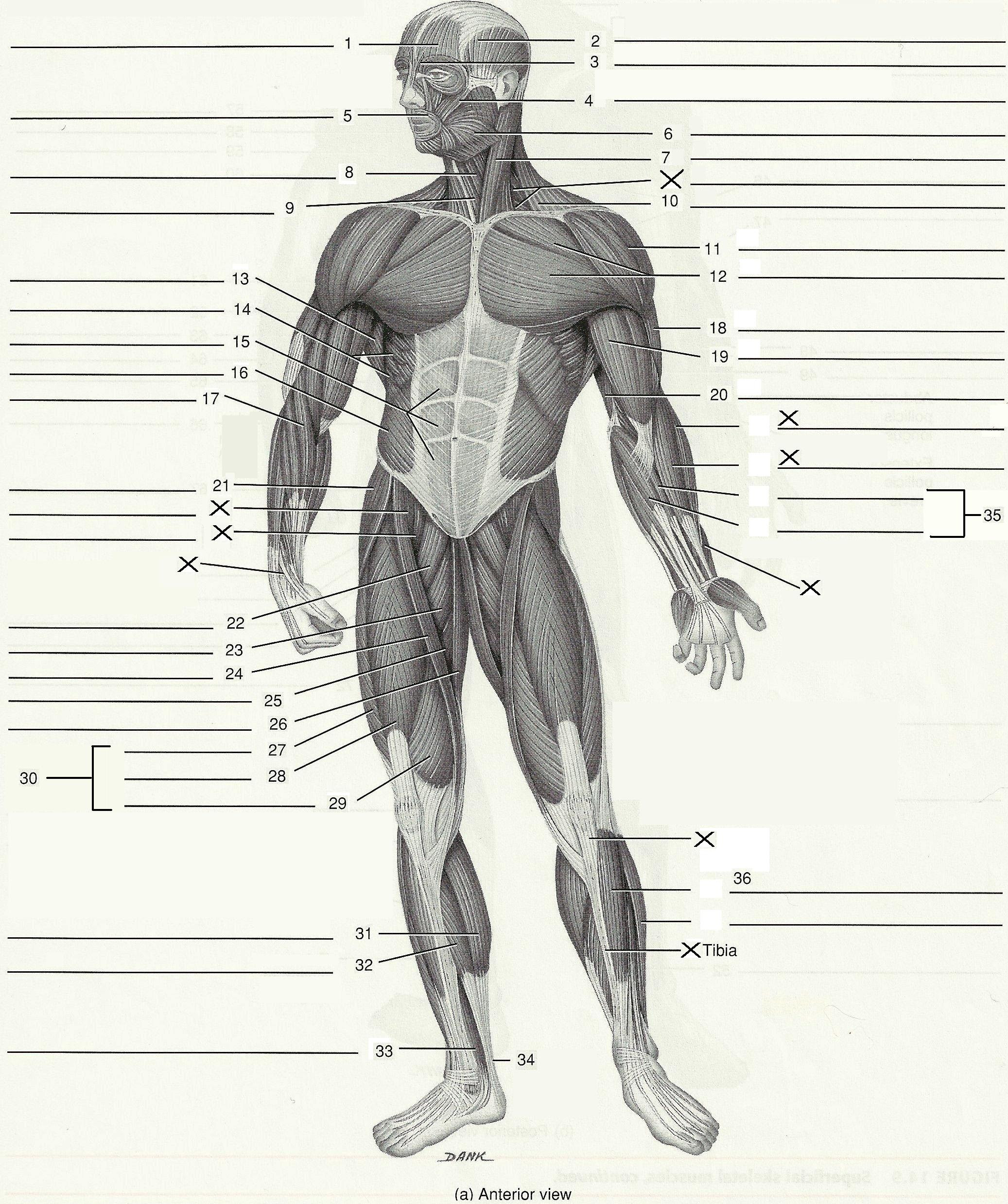 How To Learn All Muscles With Quizzes And Labeled Dia vrogue.co