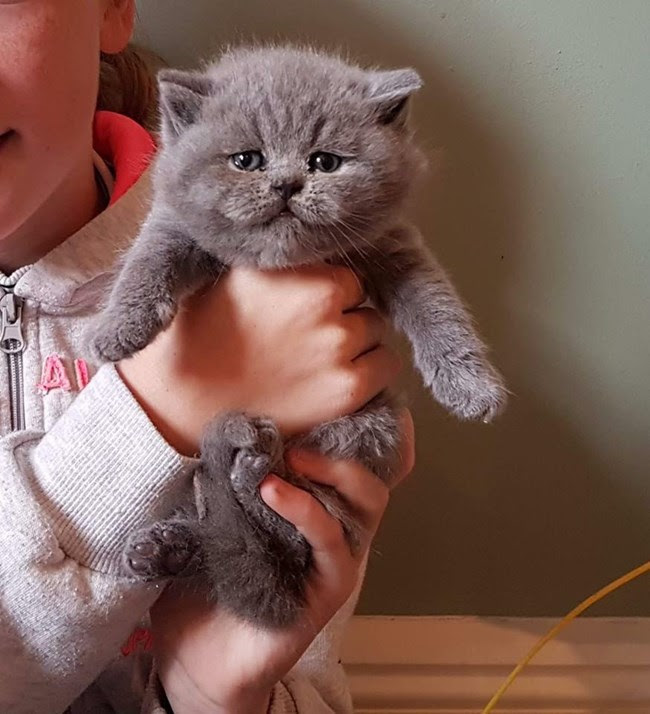 Kitten Near Me For Sale Anna Blog