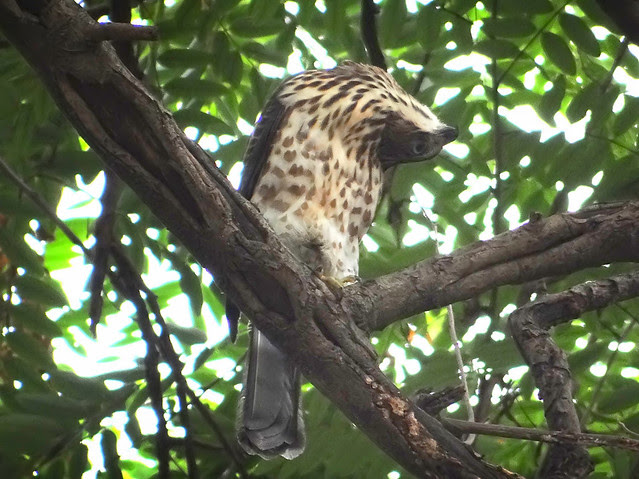 鳳頭蒼鷹/無限台南
