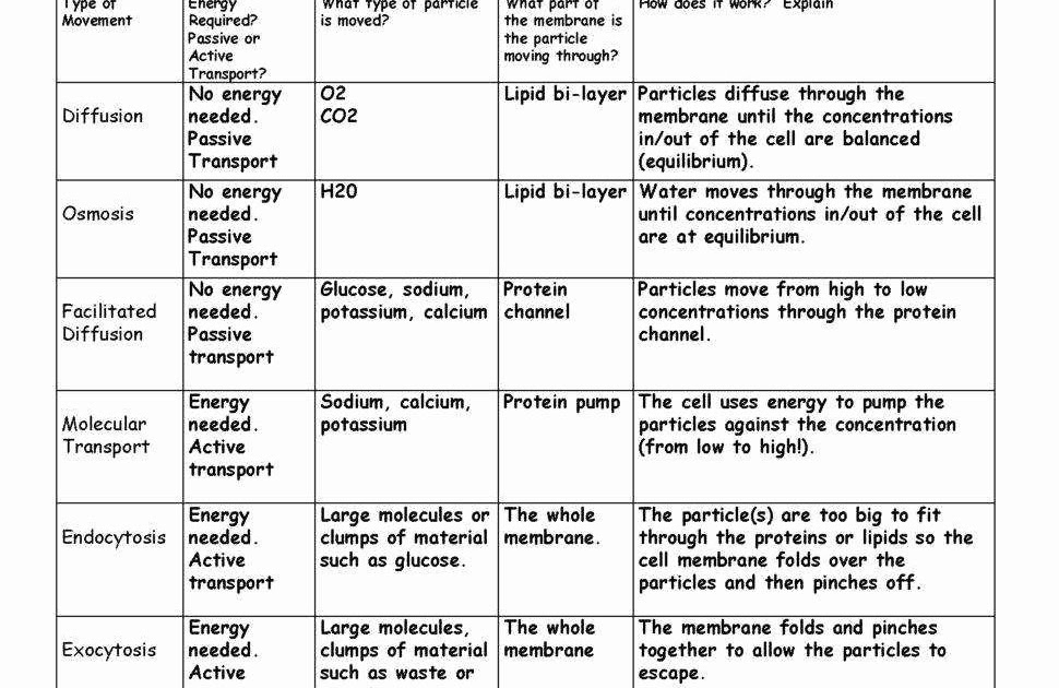 Membrane Function Pogil Answer Key Riz Books